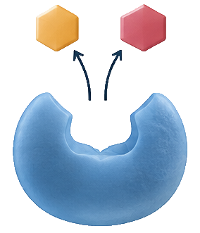 Enzymes